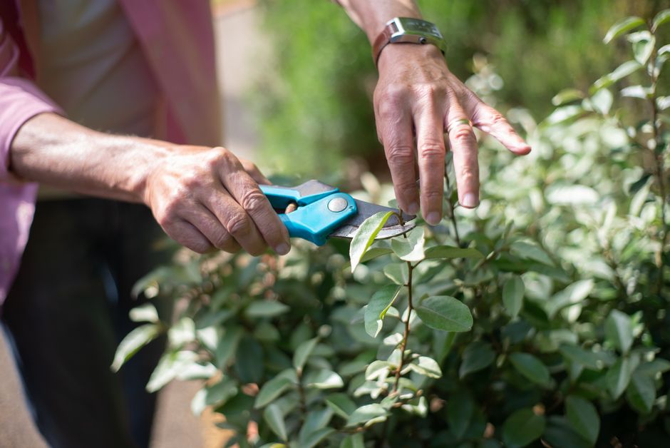 7 Best Pruning Shears for Every Gardener