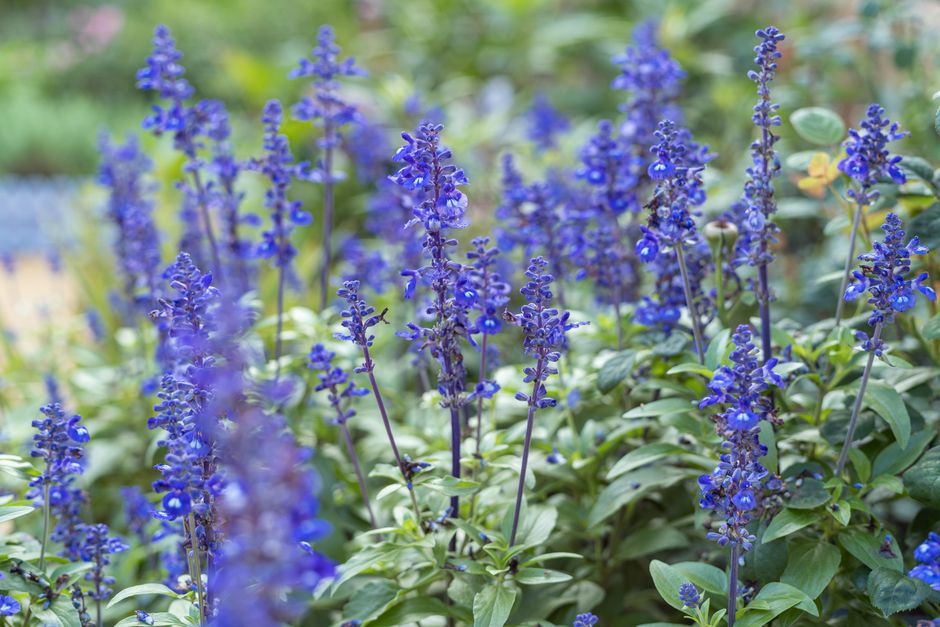 Complete Guide to Caring for Perennial Flowers