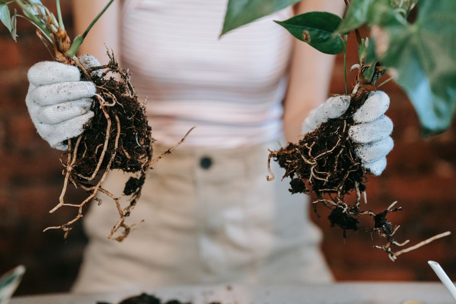Complete Guide to Improving Soil Health