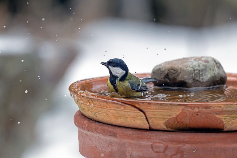 best heated bird bath for winter
