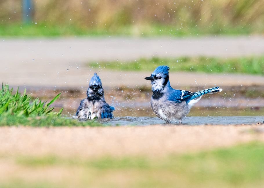 how to attract birds to a bird bath