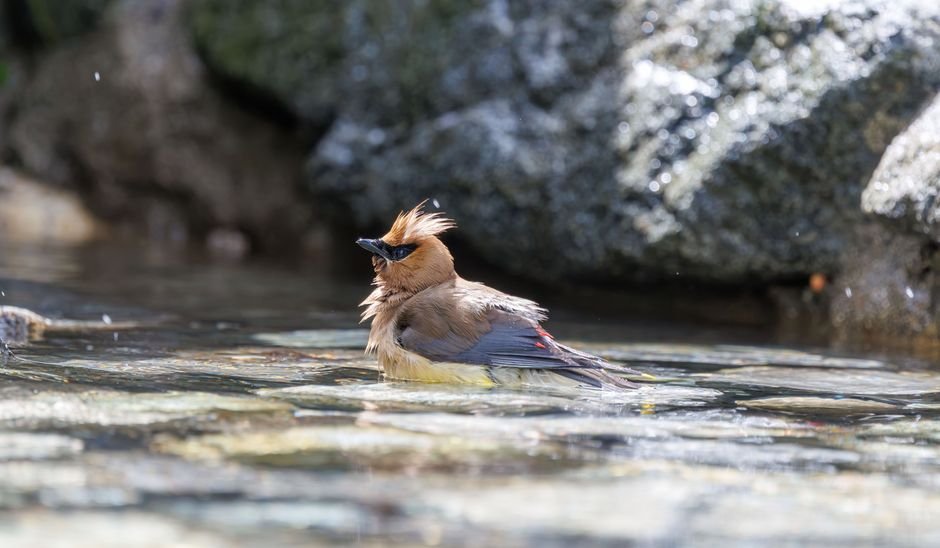 how to keep bird bath water clean without chemicals