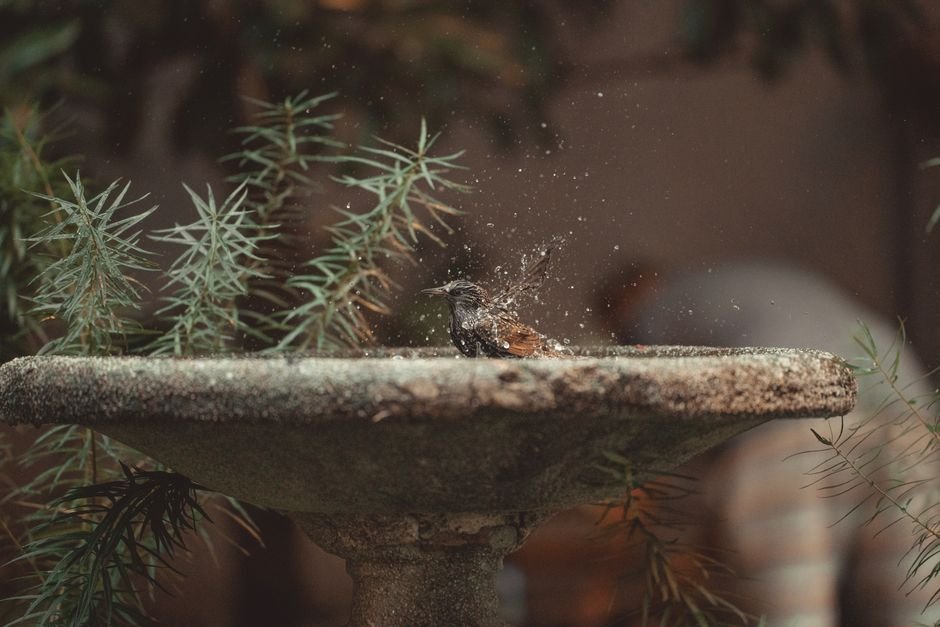best bird bath on a budget under 50 dollars