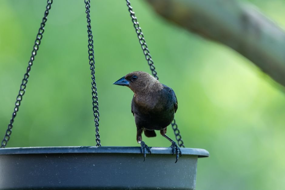best hanging bird baths