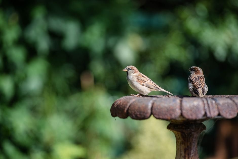 bird bath styles for rustic gardens
