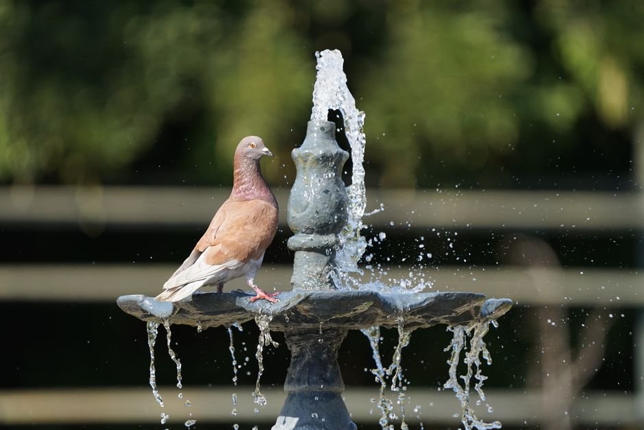 bird bath with fountain types