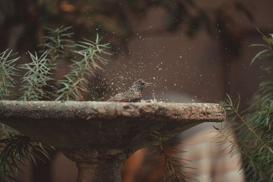 concrete bird bath advantages
