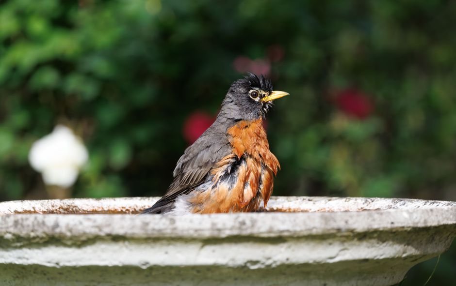 how deep should a bird bath be