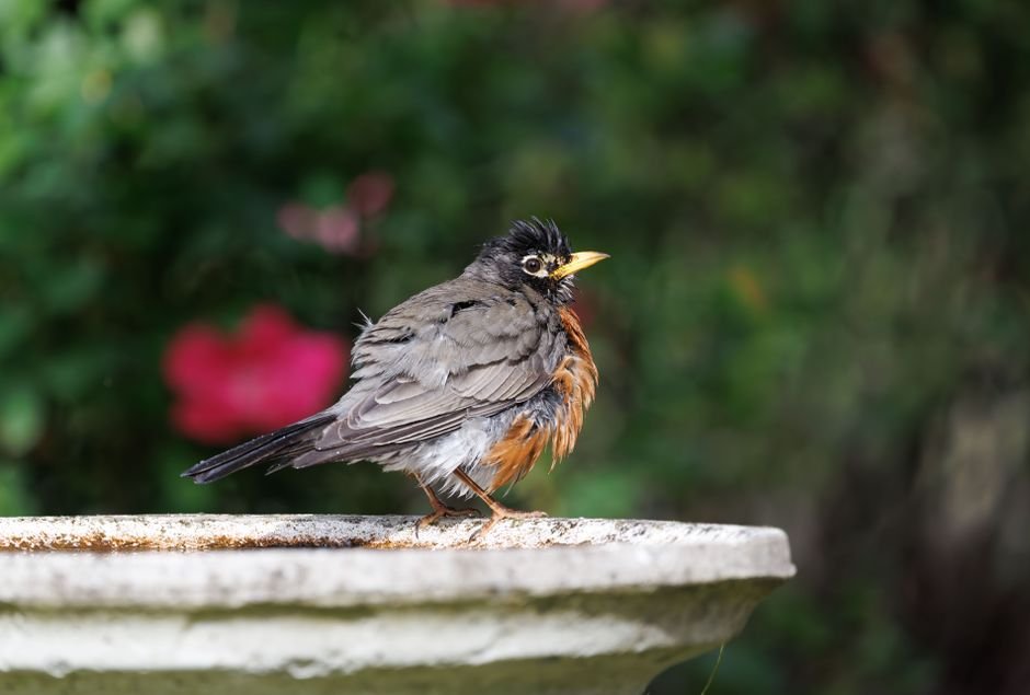 how to clean a bird bath