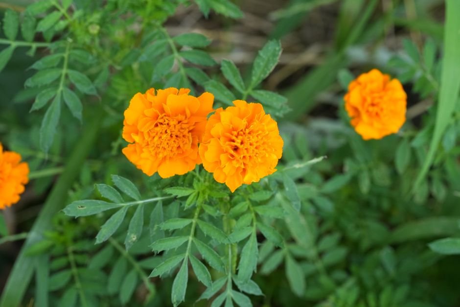 best annual plants for birds