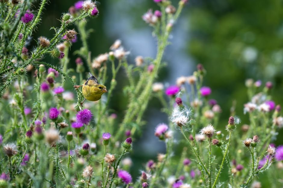 best bird attractant plants for gardens
