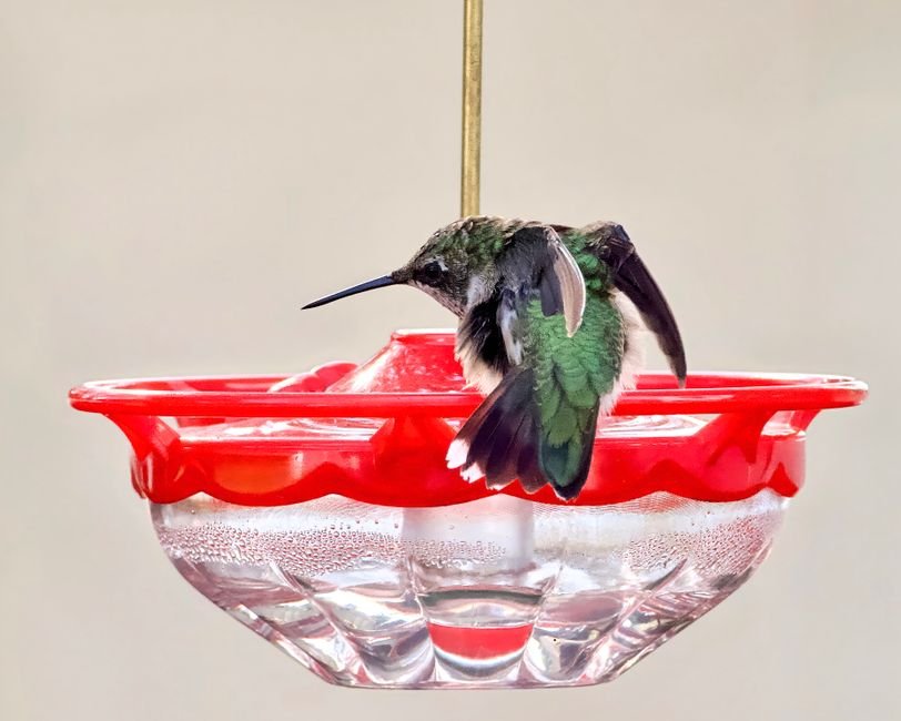 best bird baths for attracting hummingbirds