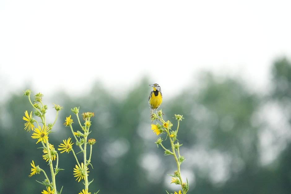best native plants for bird conservation