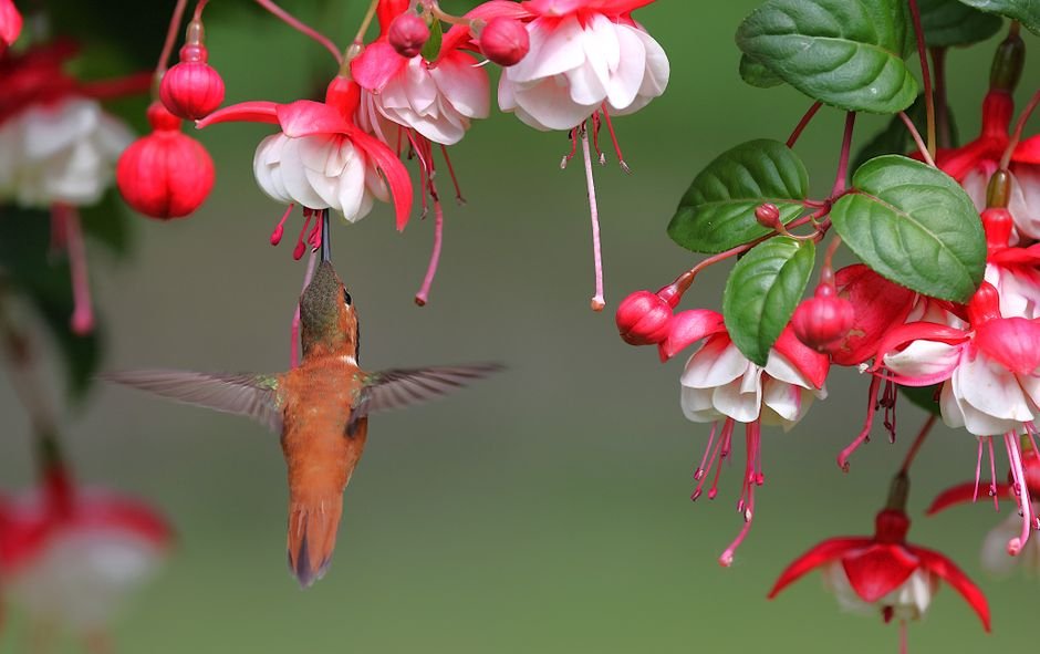 best plants for attracting birds