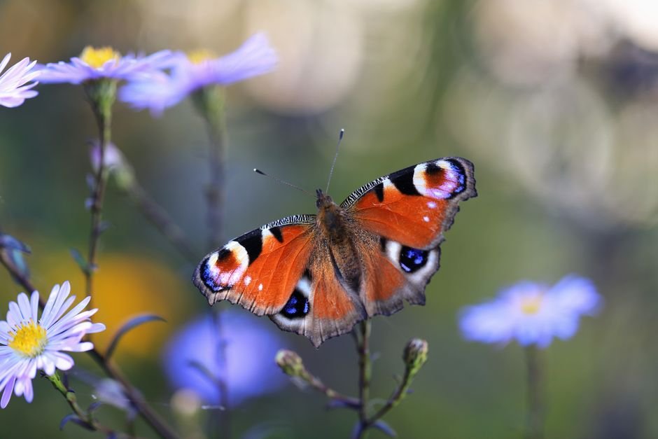 best plants for butterfly and bird gardens