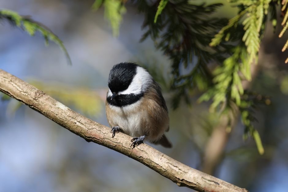best trees for attracting feathered friends