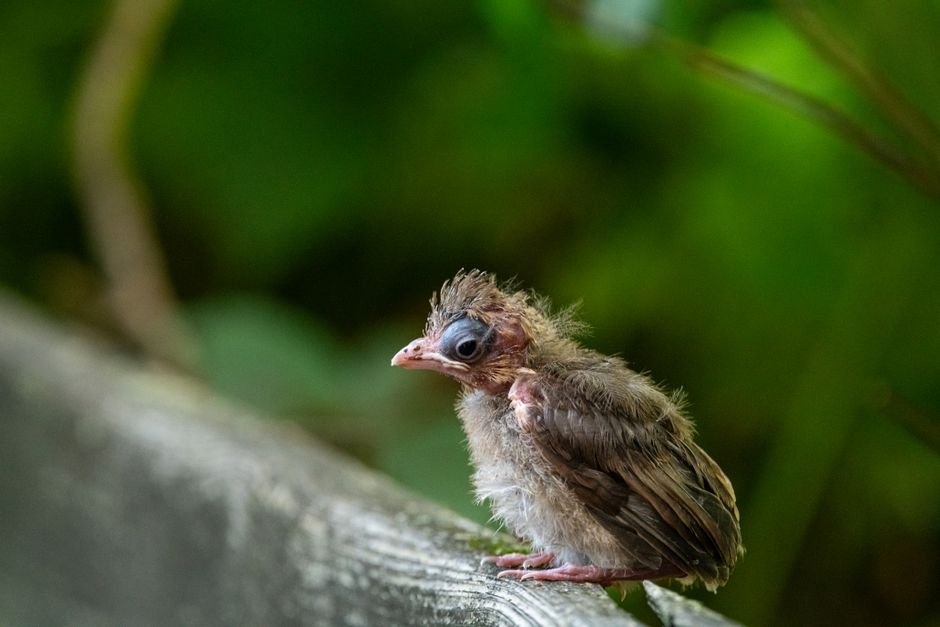 best ways to help fledgling birds