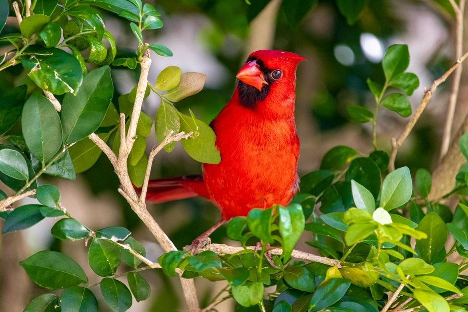 bird-friendly shrubs