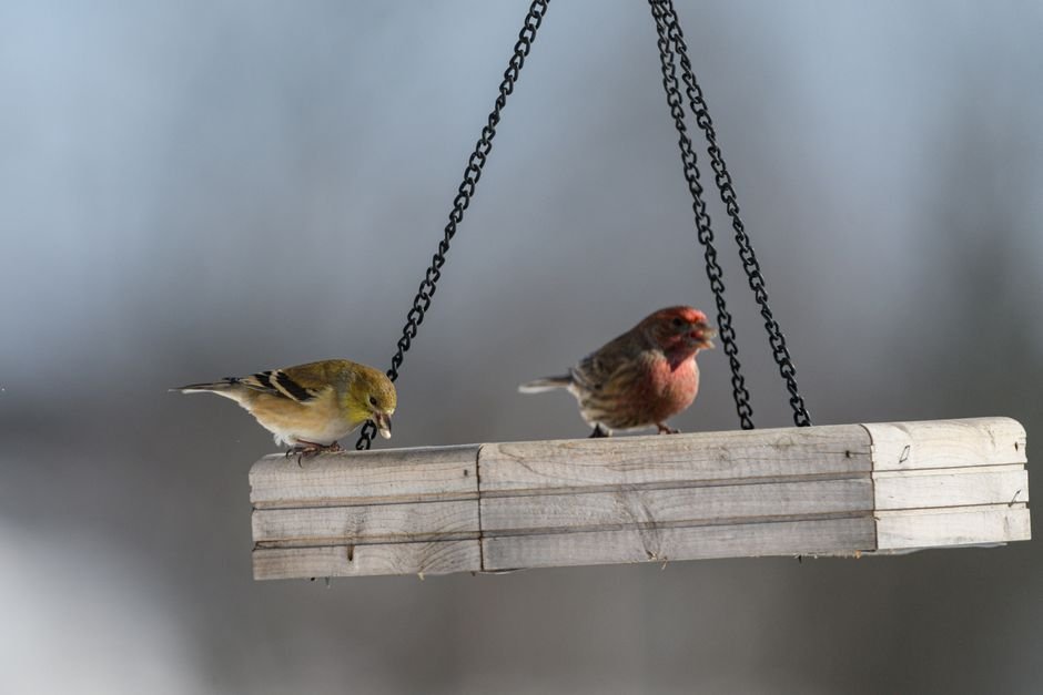 birds not coming to feeders