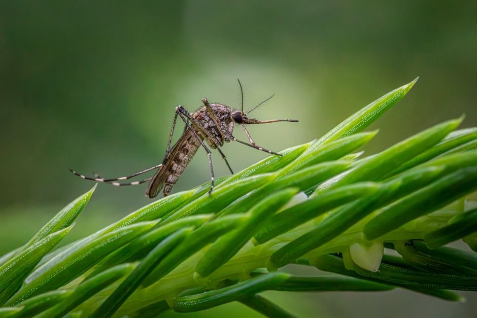 dealing with mosquitoes in bird bath
