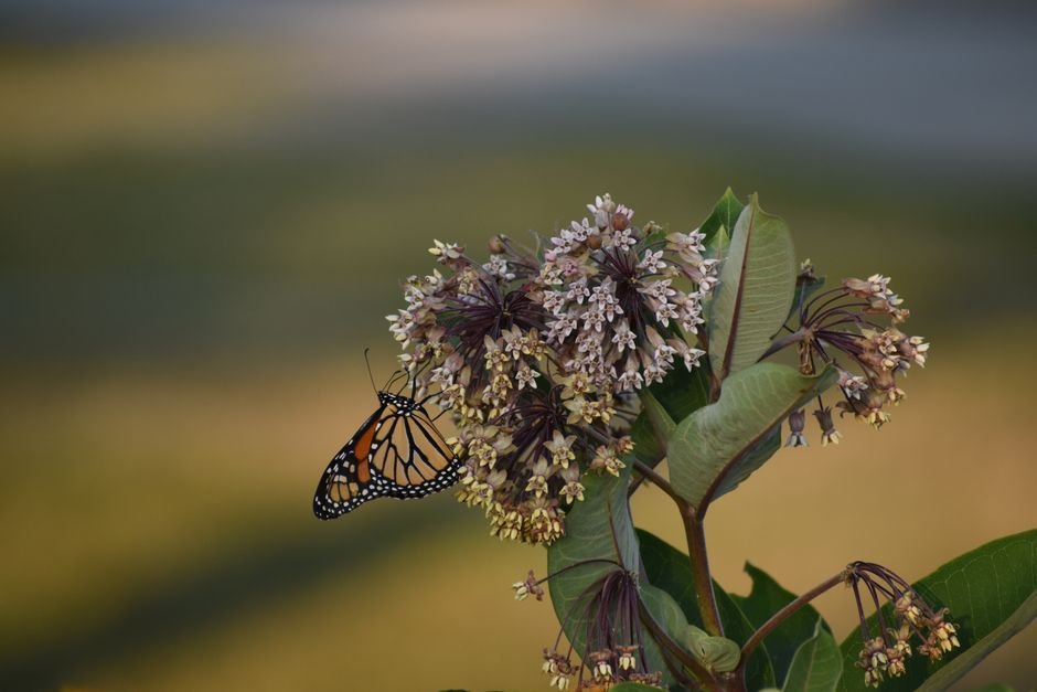 difficulties planting milkweed for monarch butterflies