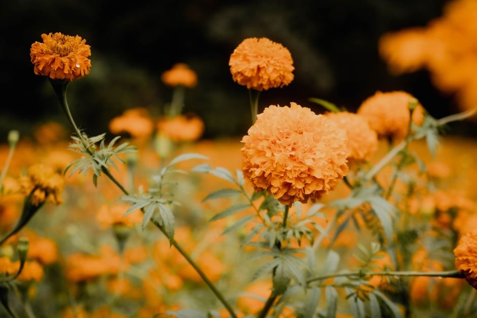do birds like marigolds