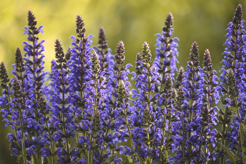 garden sage vs lavender for attracting birds