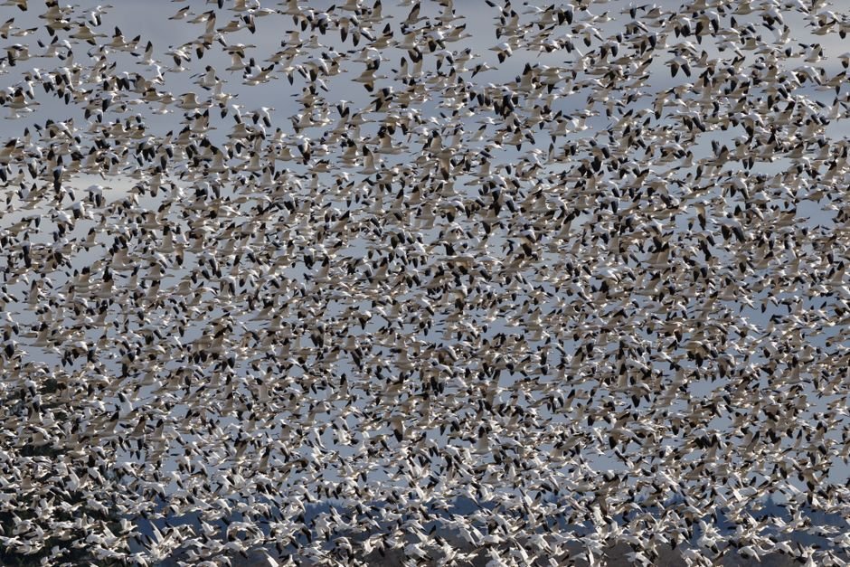 how do seasonal changes affect bird migration