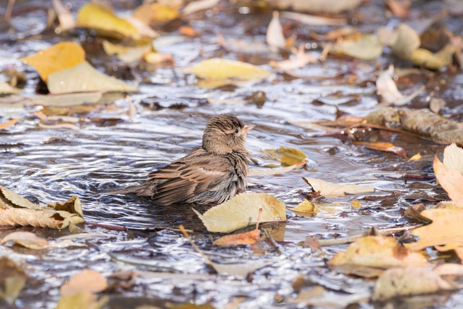 how often should I change the water in my bird bath