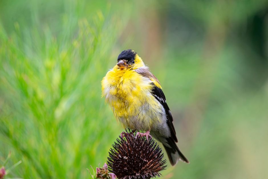 how to attract goldfinches all year