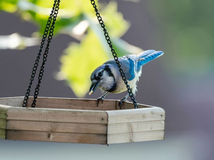 how to attract more birds in spring