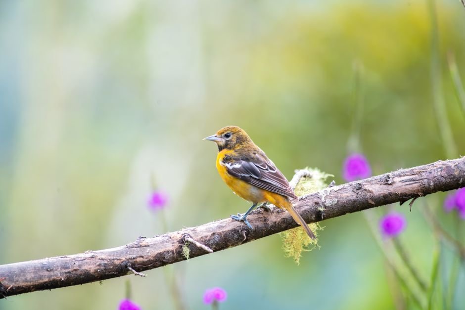 how to choose bird-friendly plants