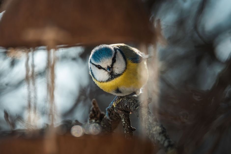 how to clean bird feeders effectively