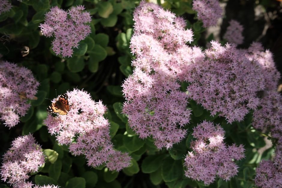 how to grow plants that attract butterflies and birds
