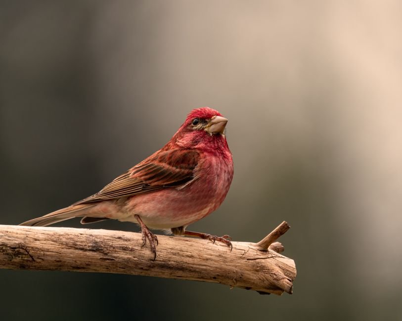 how to identify seasonal bird patterns