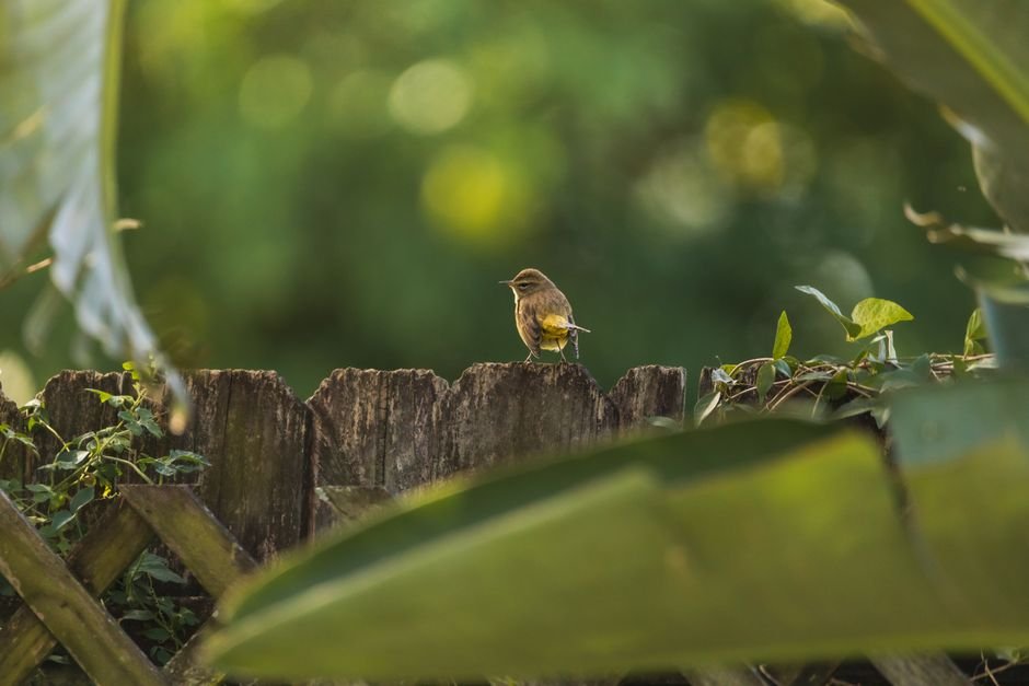 how to incorporate bird-friendly plants into landscaping
