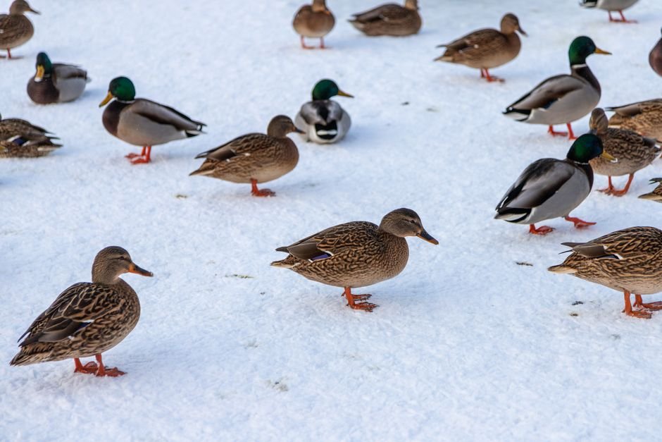 how to keep a bird bath from freezing