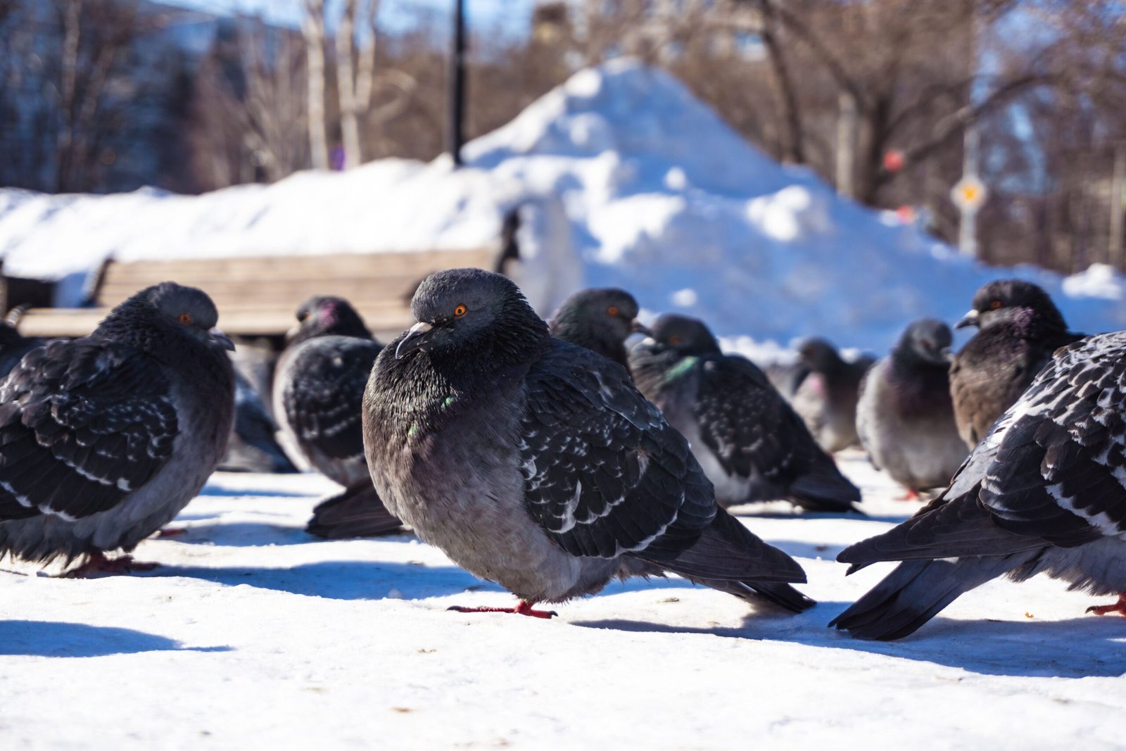 How to Keep Birds Safe in Winter: Effective Tips