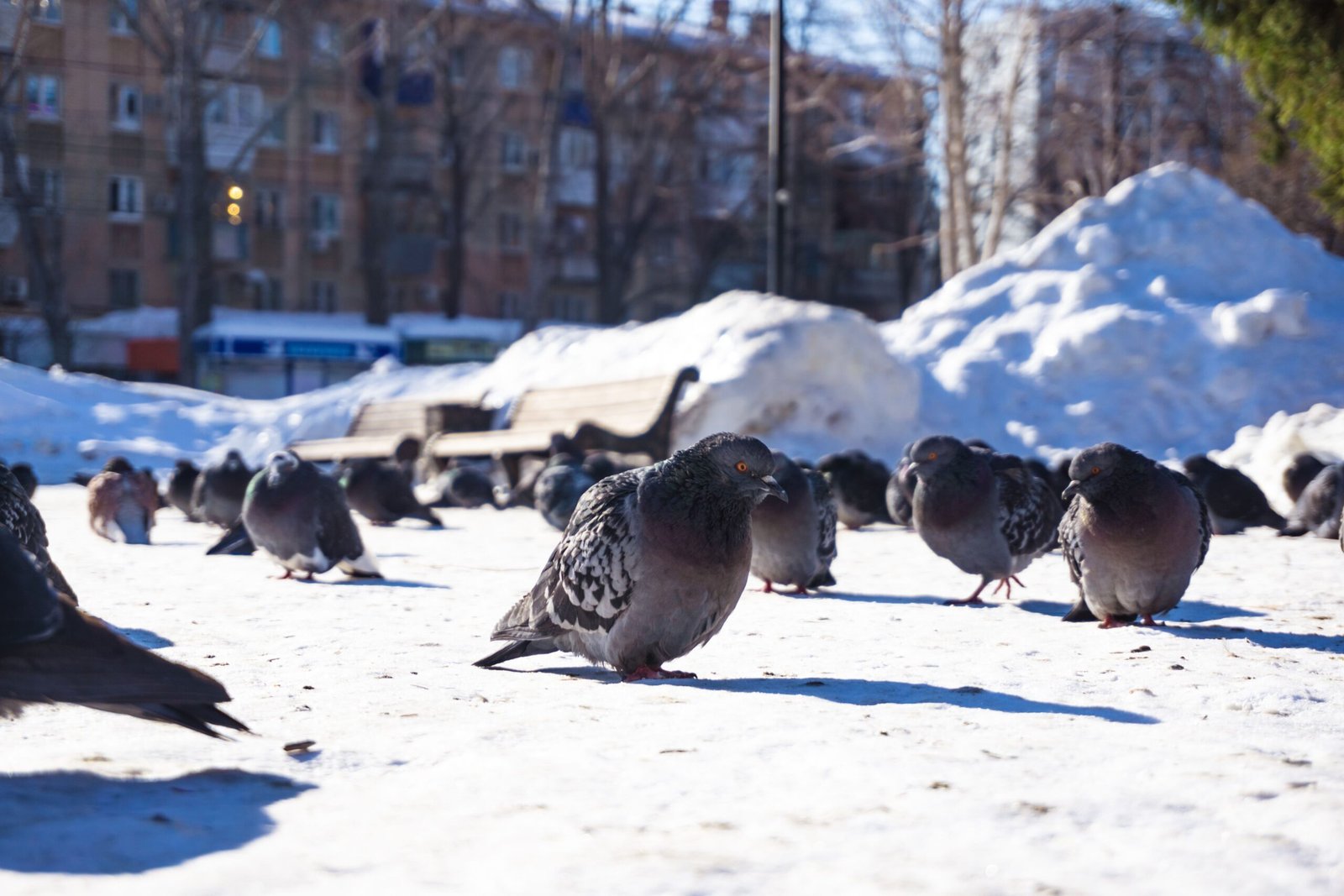 how to keep birds safe in winter, image 2