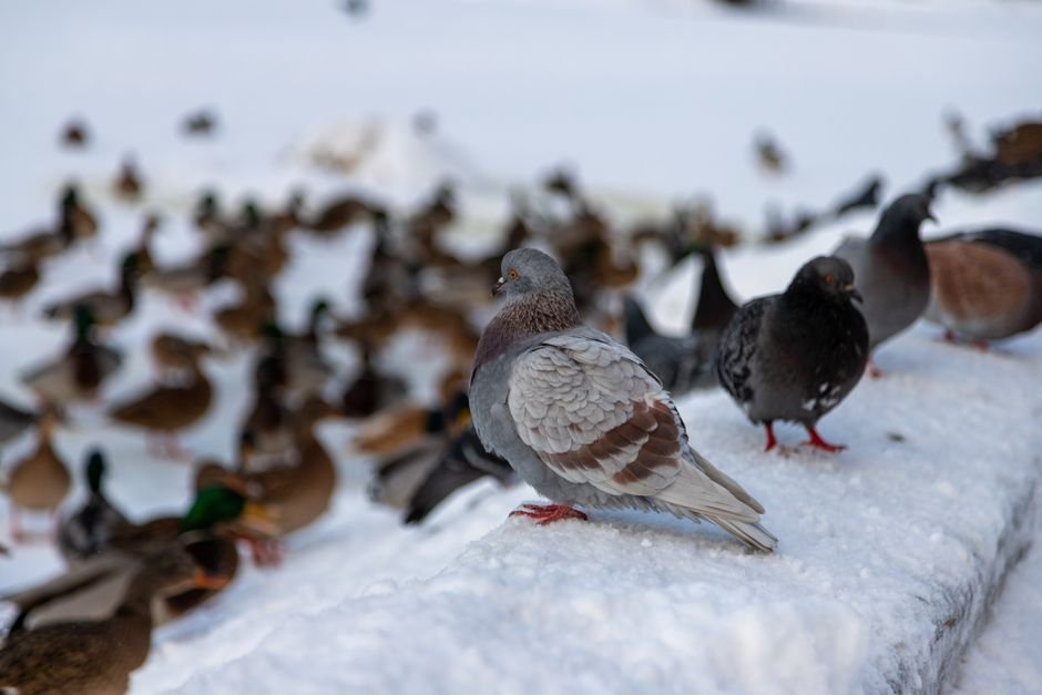 how to keep birds safe in winter