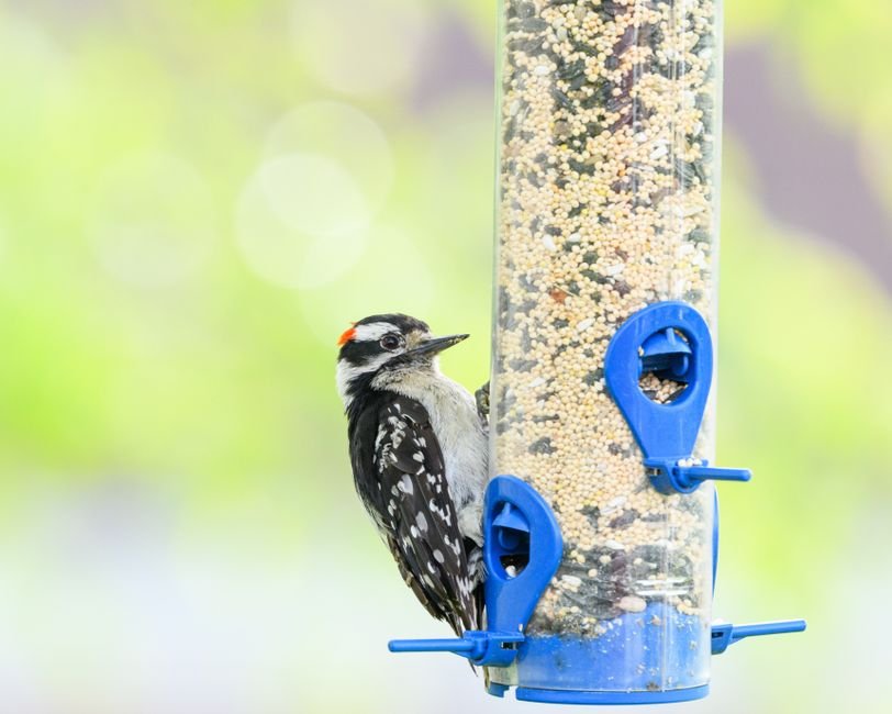 how to make homemade birdseed
