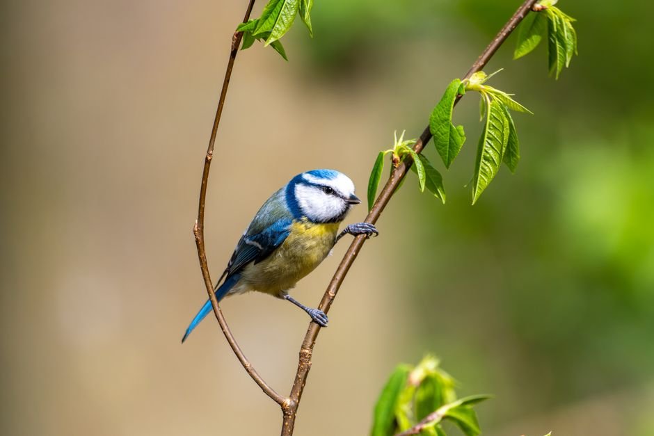 how to plant a bird-friendly garden