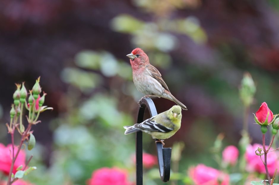 how to start a bird garden