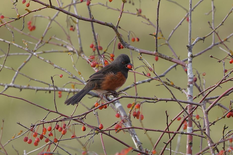 plants that produce berries for birds