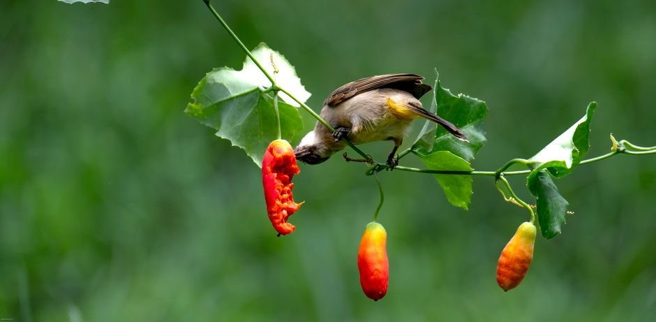plants that provide food for birds