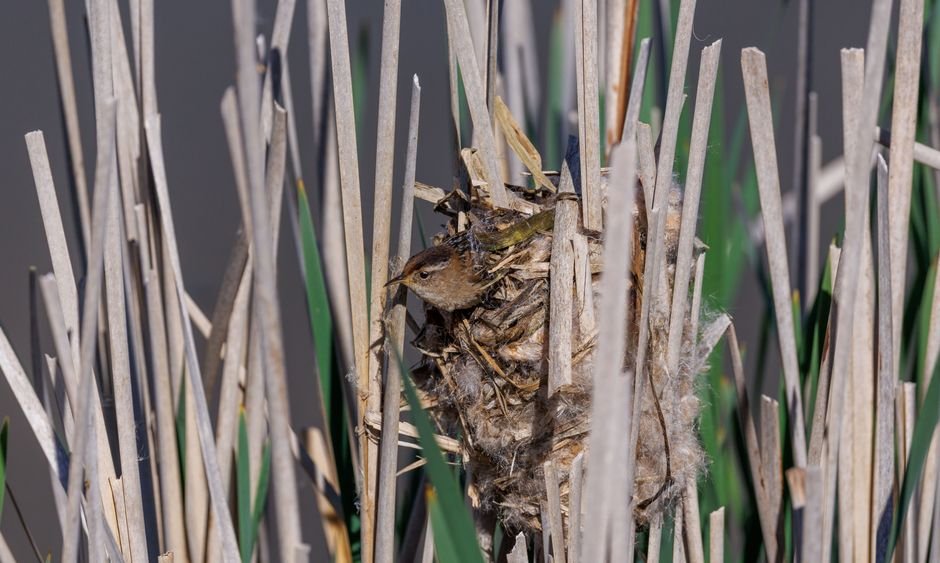 plants that provide nesting for birds
