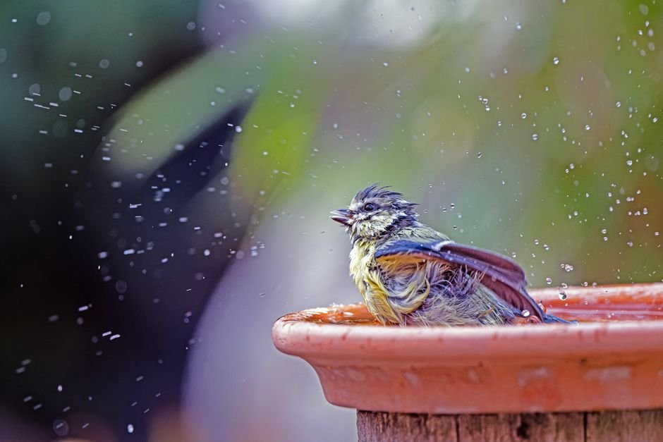 similarities between bird baths and feeders