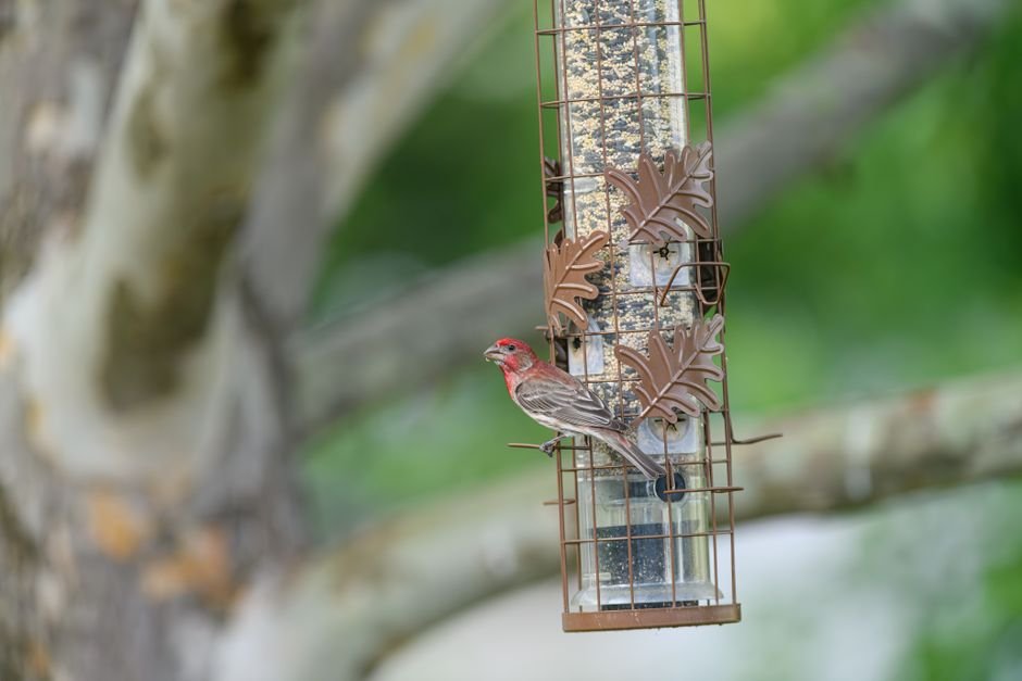 top 10 bird feeders for attracting different species