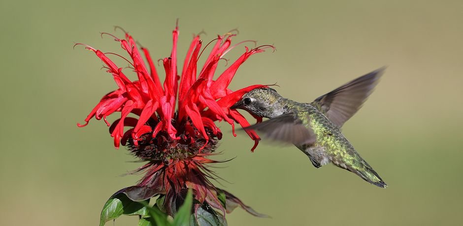 top perennial plants for bird gardens