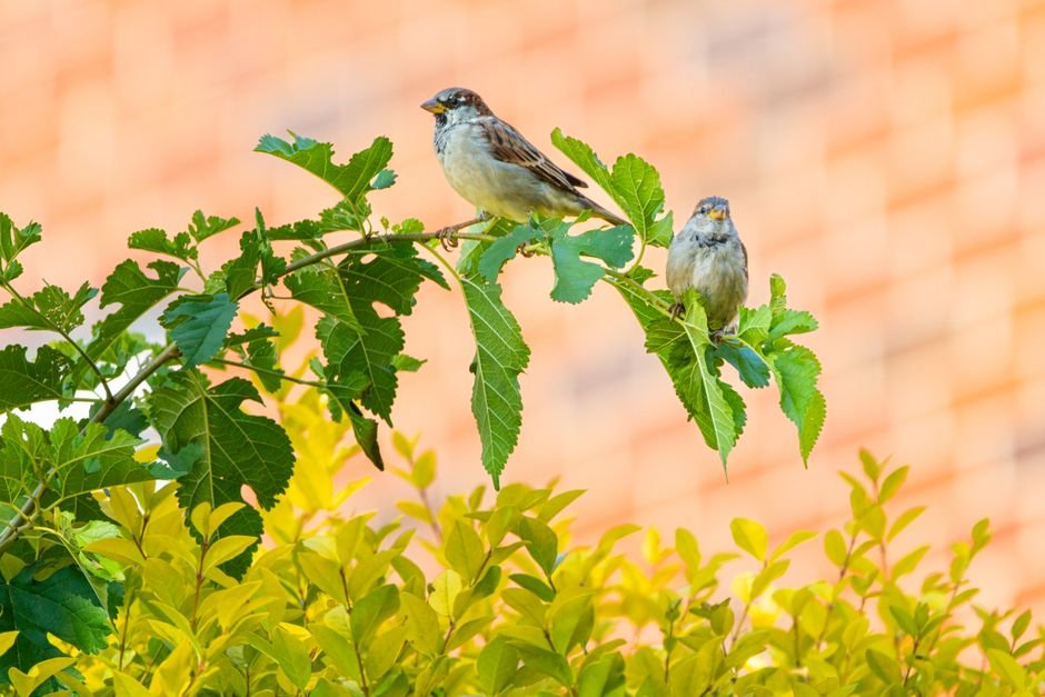 troubleshooting birds not visiting my garden
